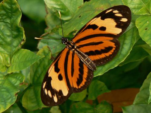Eueides isabella
