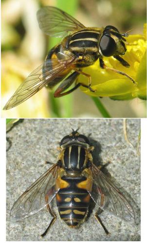 Helophilus pendulus