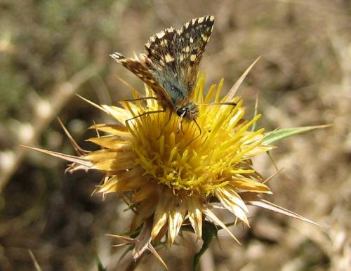 Spialia therapne