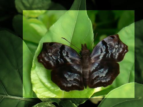 Helias phalaenoides phalaenoides