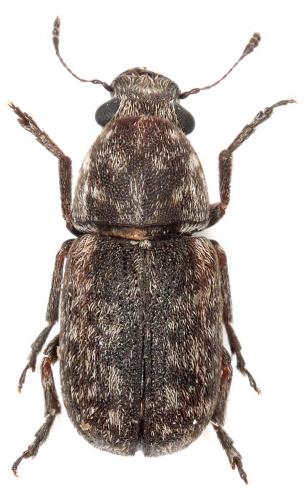 Réf. 28 522 : Noxius curtirostris