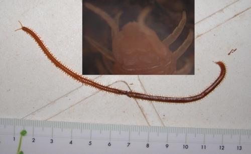 Himantarium gabrielis