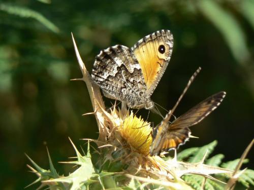 photo de papillon
