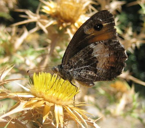 photo de papillon