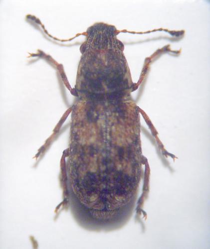 Réf. 28 112 : Enedreytes hilaris