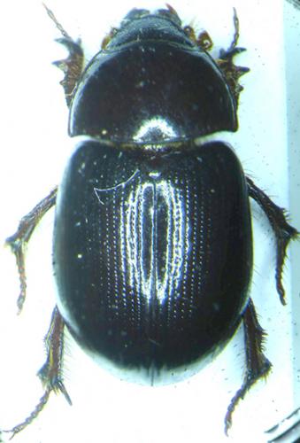 Hybosorus illigeri