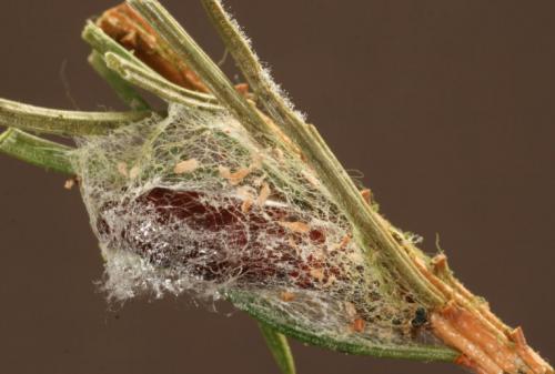 Réf. 28 590 : Hylaea fasciaria