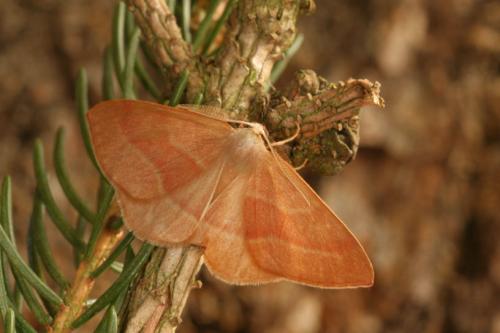 Réf. 28 592 : Hylaea fasciaria