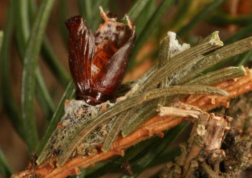 Réf. 28 591 : Hylaea fasciaria