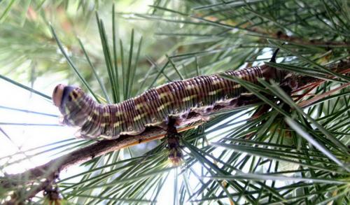 Sphinx pinastri