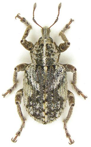 Réf. 28 919 : Brachypera dauci