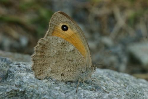 photo de papillon