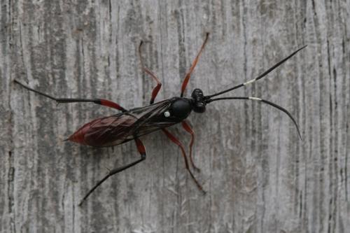 Hoplismenus bispinatorius