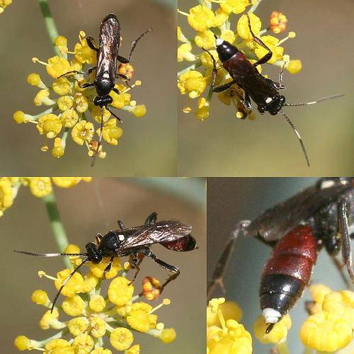 Réf. 28 145 : Ichneumoninae inconnu
