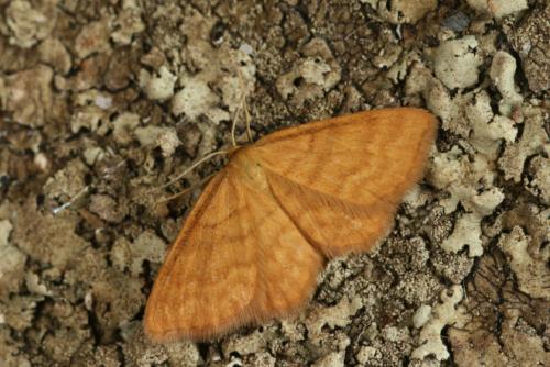 Idaea serpentata