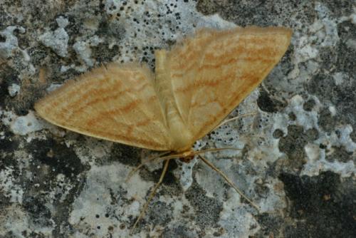 Réf. 28 546 : Idaea ochrata