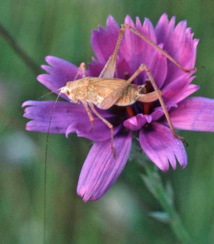 Réf. 28 447 : Phaneroptera sp.