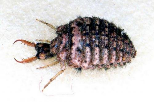Myrmeleon inconspicuus