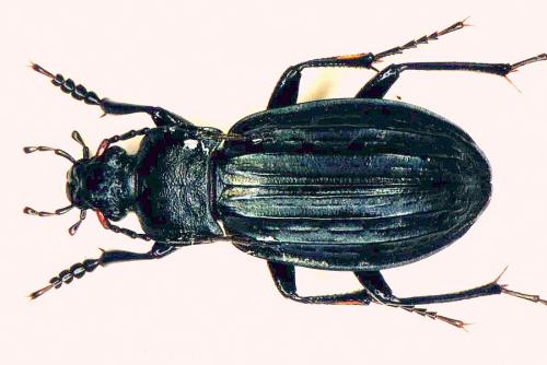 Carabus cancellatus