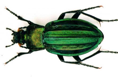 Carabus cancellatus
