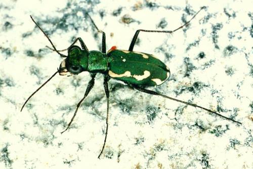 Cylindera paludosa