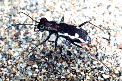Cylindera paludosa