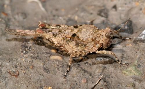 Paratettix meridionalis