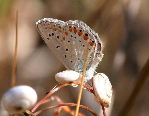 Polyommatus icarus
