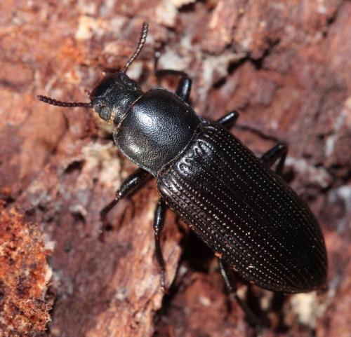 Réf. 28 369 : Menephilus cylindricus