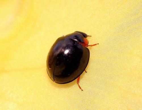 Parexochomus nigromaculatus