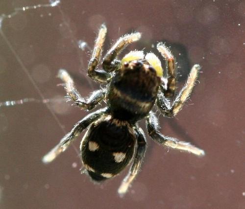 Réf. 28 544 : Heliophanus apiatus