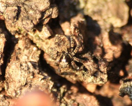 Pseudeuophrys sp.