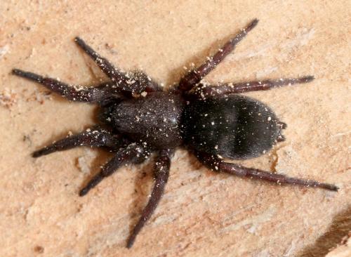 Scotophaeus sp.