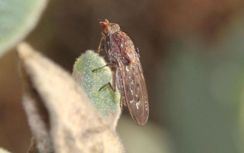 Suillia sp.