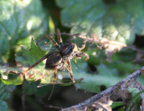 Pardosa sp.