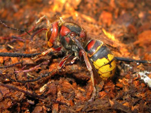Réf. 28 348 : Vespa crabro