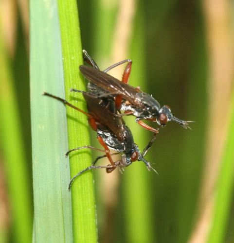 Réf. 28 365 : Sepedon sphegea