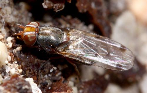 Réf. 28 534 : Herina scutellaris