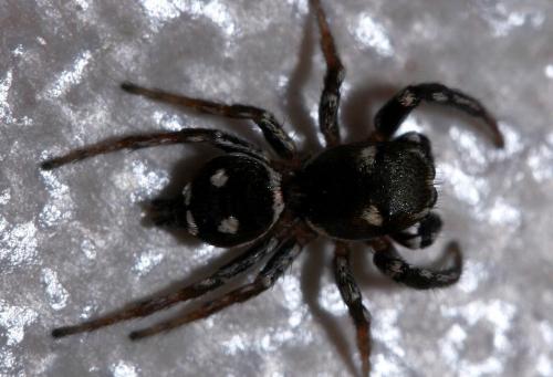 Réf. 28 543 : Heliophanus apiatus