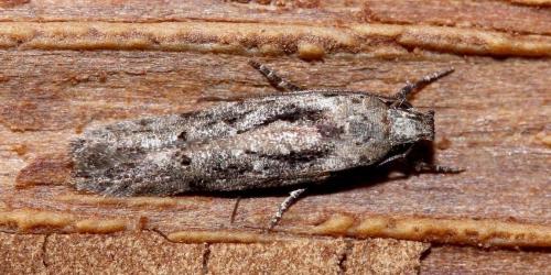 Réf. 28 573 : Carpatolechia decorella