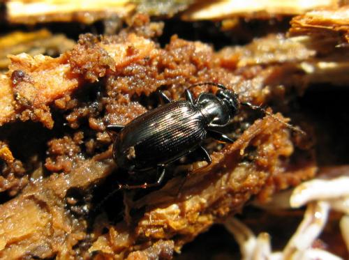 Réf. 28 729 : Loricera pilicornis