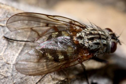 Phaonia tuguriorum