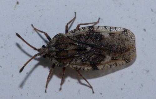 Réf. 28 665 : Tingis cardui
