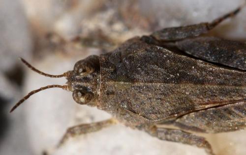 Paratettix meridionalis