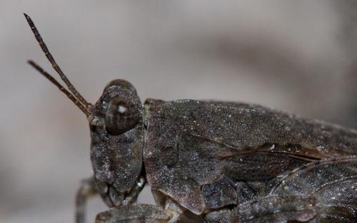 Paratettix meridionalis