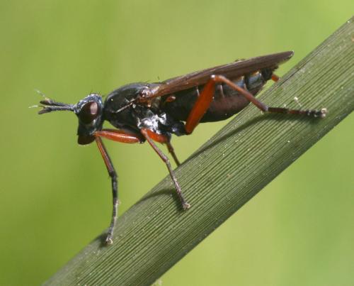 Réf. 28 367 : Sepedon sphegea
