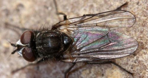 Egle ciliata