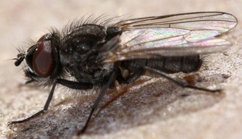 Réf. 28 697 : Egle ciliata