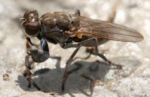 Réf. 28 701 : Ochthera schembrii