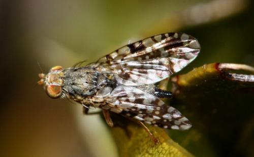 Tephritis matricariae